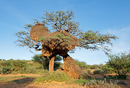 织布工动物在南非刺树上大规模集体巢穴聚着可感织物PhiletiairusSocicicius结构体图片