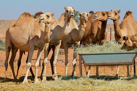 沙漠户外东阿拉伯联合酋长国农村地区喂养口沟的骆驼群在阿联酋农村地区图片