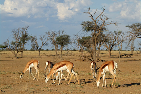 树南非卡拉哈里沙漠喀草原布温博克羚羊小群Antidorcasmarsupialis牧场警报加拉迪图片