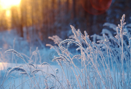 冬季现场冻结的花朵松林和日落美丽寒冷的雪堆图片
