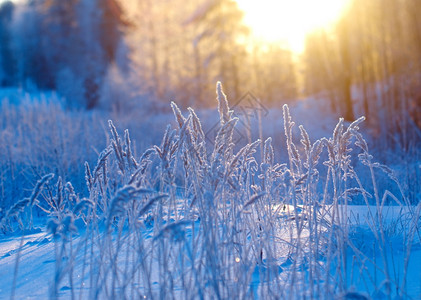 雪堆冬季现场冻结的花朵松林和日落树木头图片