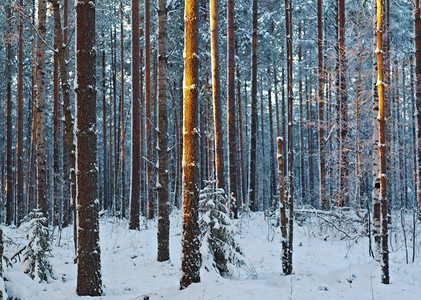 深的冬季风景与松林和日落蓝色的季节图片