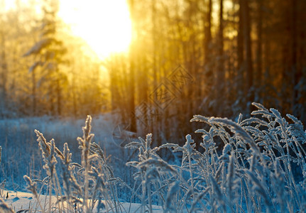 冬季现场冻结的花朵松林和日落自然雪堆树图片