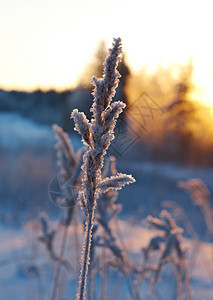 冬季现场冻结的花朵松林和日落雪堆季节图片