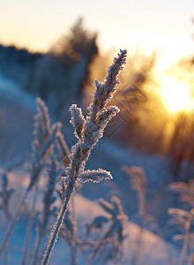 冬季冻结的植物特写图片