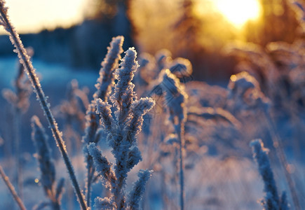 仙境冬季现场冻结的花朵松林和日落寒冷的冬天图片