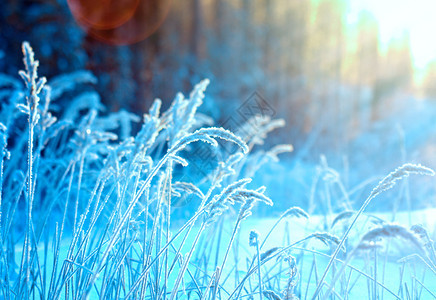 冰松树雪冬季现场冻结的花朵松林和日落图片