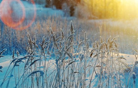 冬季现场冻结的花朵松林和日落冷冻木头霜图片