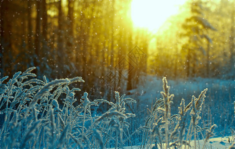 美丽树雪堆冬季现场冻结的花朵松林和日落图片