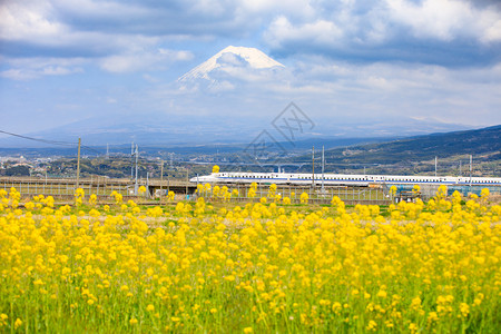 雪火车新干线Shinkansenrial列车和fuji山地背景图片