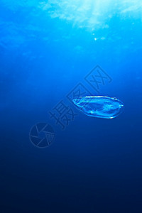 旅行深蓝大洋中的果冻鱼海水族馆图片