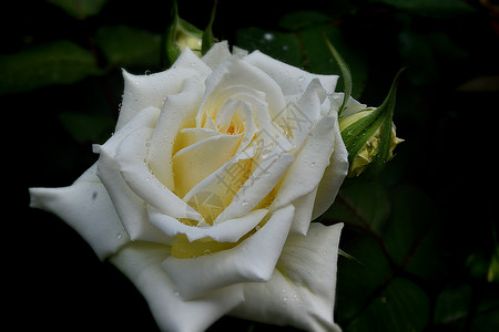 夏日下雨之后的白玫瑰花爱一种叶子高清图片