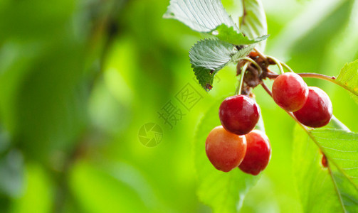 浆果树上有根茎的新鲜机红樱桃色的水果图片