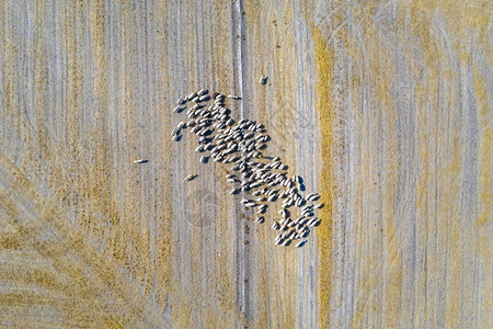 动物牧羊群在田野上看到绵羊的空中观察农业母羊图片