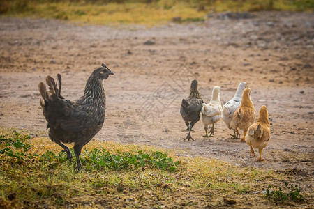 公鸡乡村的年轻母汗和鸡在路上的母汗和鸡图片