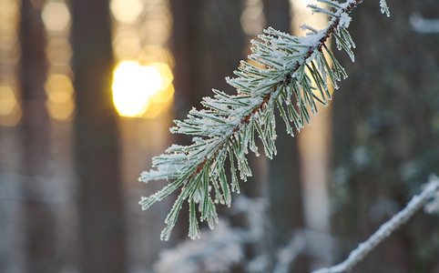 霜圣诞节松雪枝冬季风景与松林和日落浅的野外深处天空图片