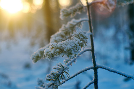 覆盖松雪枝冬季风景与松林和日落浅的野外深处下雪分支图片