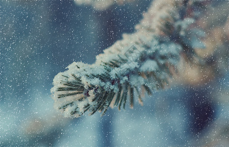 松雪枝冬季风景与松林和日落浅的野外深处分支户太阳图片