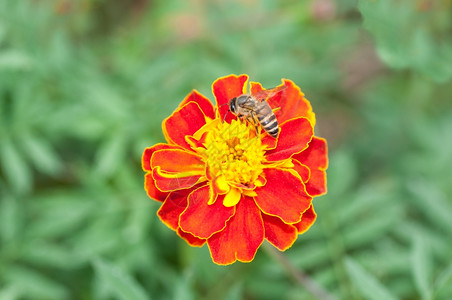 蜜蜂坐在一朵花上吸着Nctar自然花蜜植物群图片