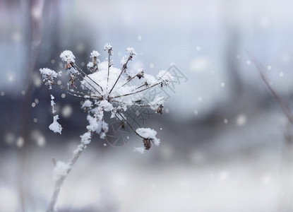 季节冻结植物在美丽的冬季雪崩背景下冰冻的花朵树枝在冬天雪瀑布上图片