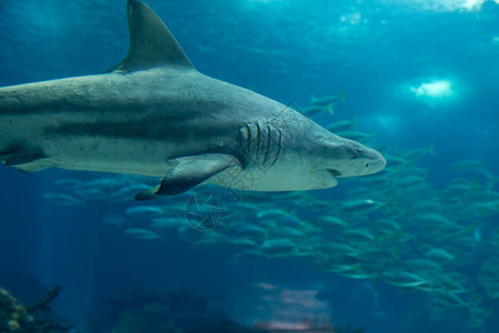 真实的天然水族馆下真正沙虎鲨鱼动物海图片