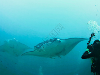 游泳的生活水族馆巨型曼塔雷蝠鲼高清图片素材