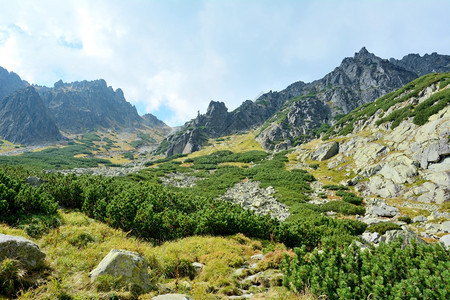 夏天场景斯洛伐克森林Tatra山的HighTatras山自然塔特拉有溪流公园图片