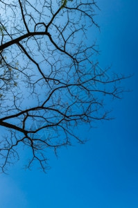 花园树枝和蓝色的天空森林自然图片