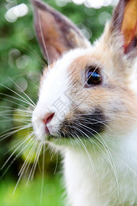 绿草地上小兔子图片