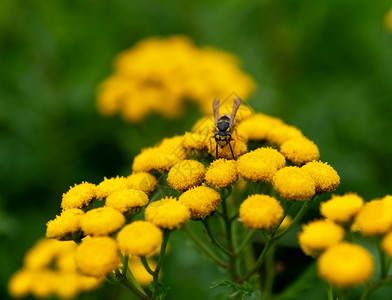 黄蜂在草地上吃雀粗俗的复合材料花朵图片