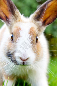 草地上的萌兔子图片