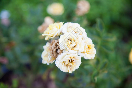 开花浪漫在园里生长的黄玫瑰花束白色的图片