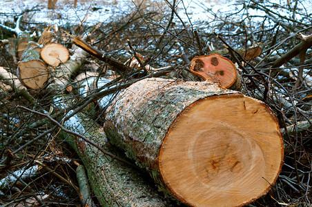 行业户外砍伐的树木森林的树桩干木桩环境图片