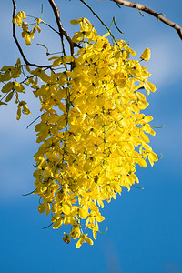 热带盛开泰国金花或卡西亚阴道瘘拉特恰普赫鲁克花泰朵和自然图片