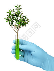 生物技术概念在试验玻璃管中种植橄榄树生物技术试验管的增长生物技术试验管的发展手生长植物图片