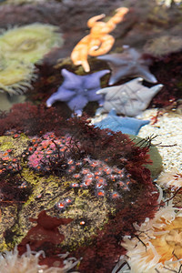 不同的在水族馆内装有珊瑚礁饰的水下彩色阿内蒙自然红的图片