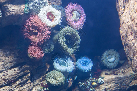 热带海洋在水族馆内装有珊瑚礁饰的水下彩色阿内蒙生活图片