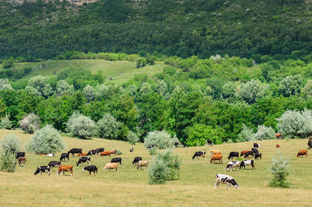 牛群在摩尔多瓦草地放牧牛群在草地放牧自由美丽的夏天图片