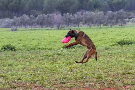 边界哺乳动物犬类养狗训练用嘴抓飞盘的狗图片