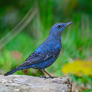 禽类喙动物蓝鸟色男岩图蒙蒂科拉索利塔里乌斯站在日志上侧配置图片