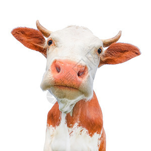 牛奶美丽的年轻红白小斑牛被孤立在白色的灰地上奇特的红牛被孤立在白色的黑红母牛棕农业图片