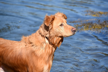 摄影游泳后拖湿潮的取水犬类鸭图片