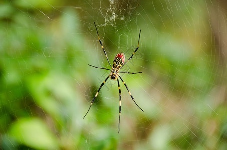 蜘蛛尼菲拉克瓦塔金丝织体蜘蛛的女神尼菲拉克瓦塔在网上棒糖危险络图片