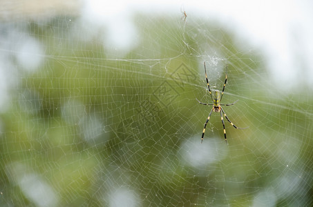 它的金黄色蜘蛛尼菲拉克瓦塔金丝织体蜘蛛的女神尼菲拉克瓦塔在网上图片