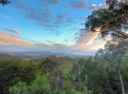 绿色澳大利亚在维多的树丛景草原观图片