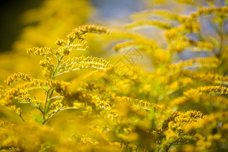 秋天黄色的蕨类植物图片