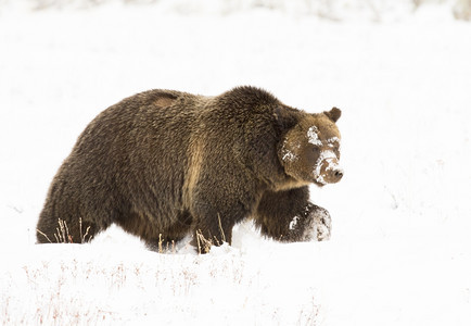 深的金发女郎棕色熊灰793在深雪中的灰熊步行鹦鹉到摄像头图片