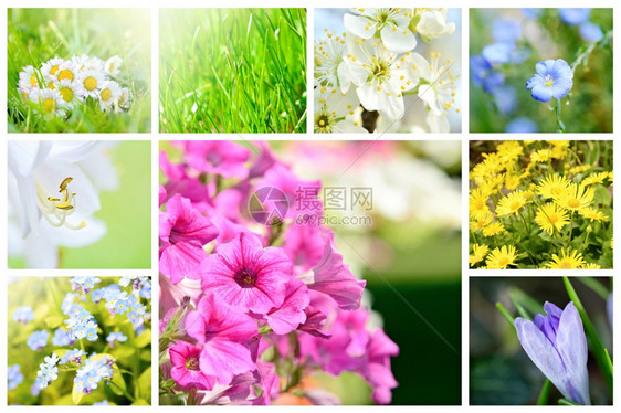 春初自然抽象与花园植物和朵的拼贴春季收藏背景拼贴春节主题季大学照片图片