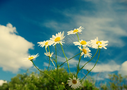 环境美丽的夏天花蜜甘菊在天空背景上明亮的开花图片