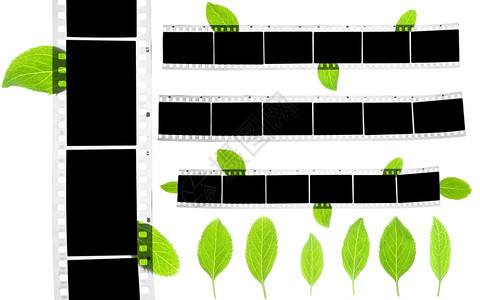 空白的德米特罗追踪带绿叶的空白薄片条图片